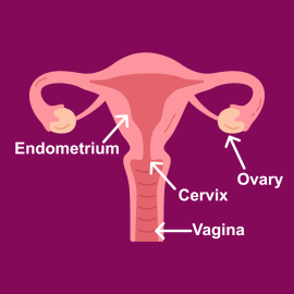 Women's Cancers