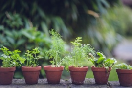 Health Benefits of Gardening