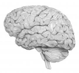 Multiple Sclerosis