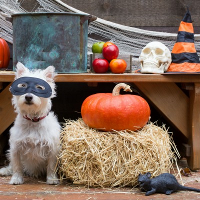 Halloween Safety Tips