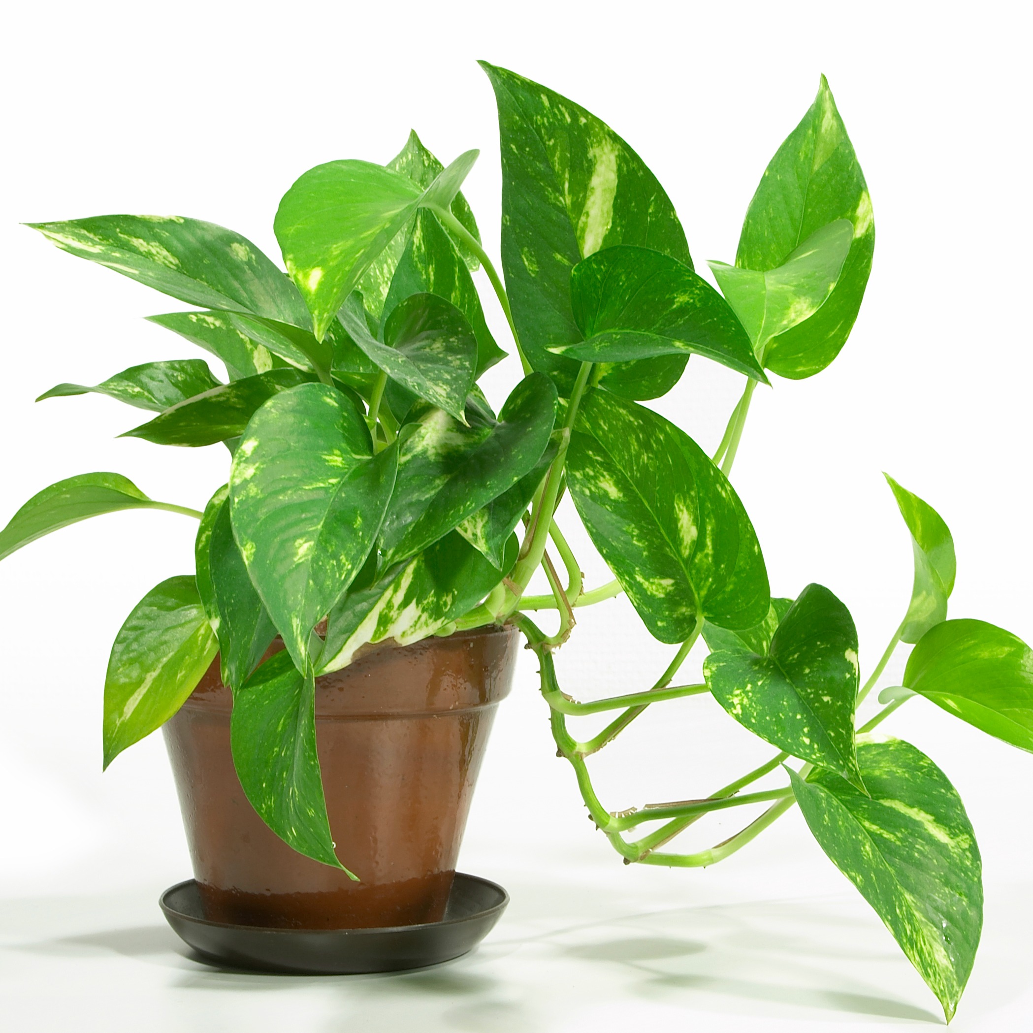 Breathe Easier with Houseplants