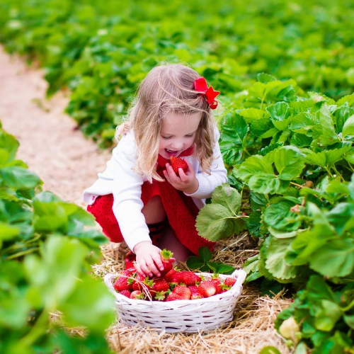 Pick-Your-Own Berries