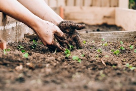 Dig Into The Nutrition Behind Home Gardens