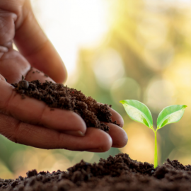 Vegetable Gardening for Beginners Guide