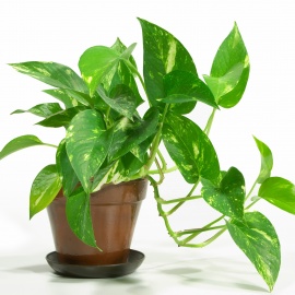Breathe Easier with Houseplants